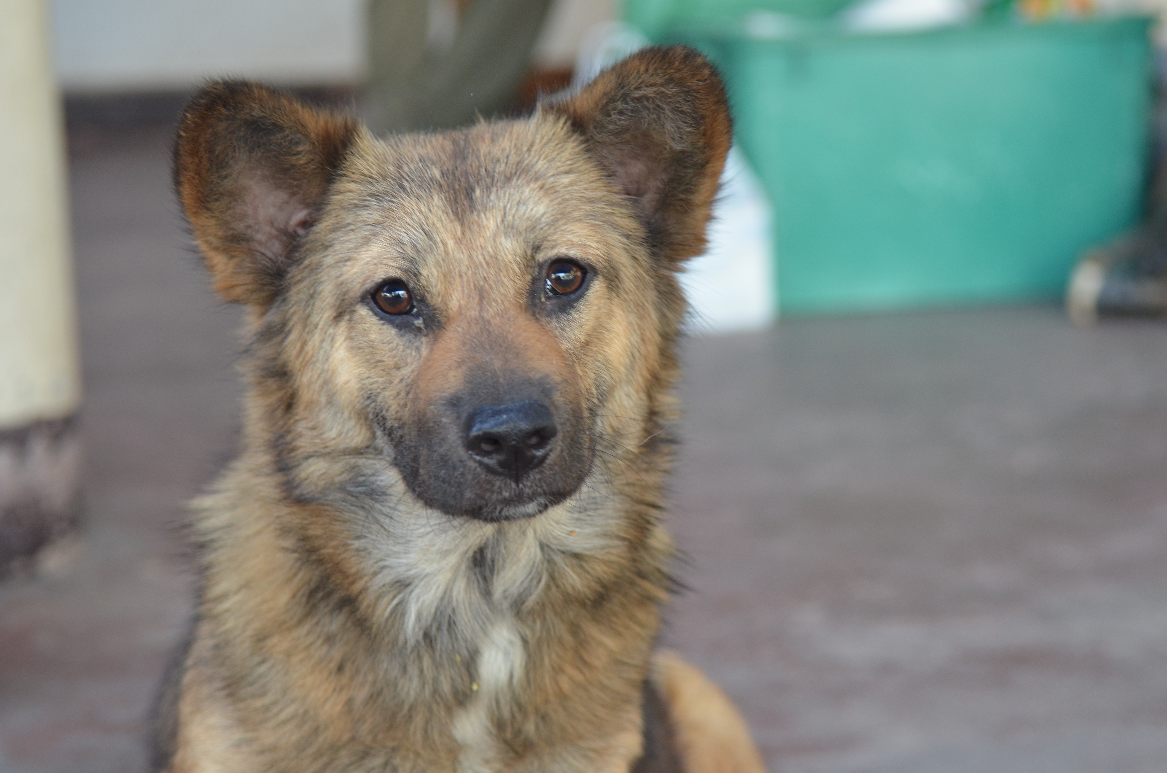 Chien errant en Thailande