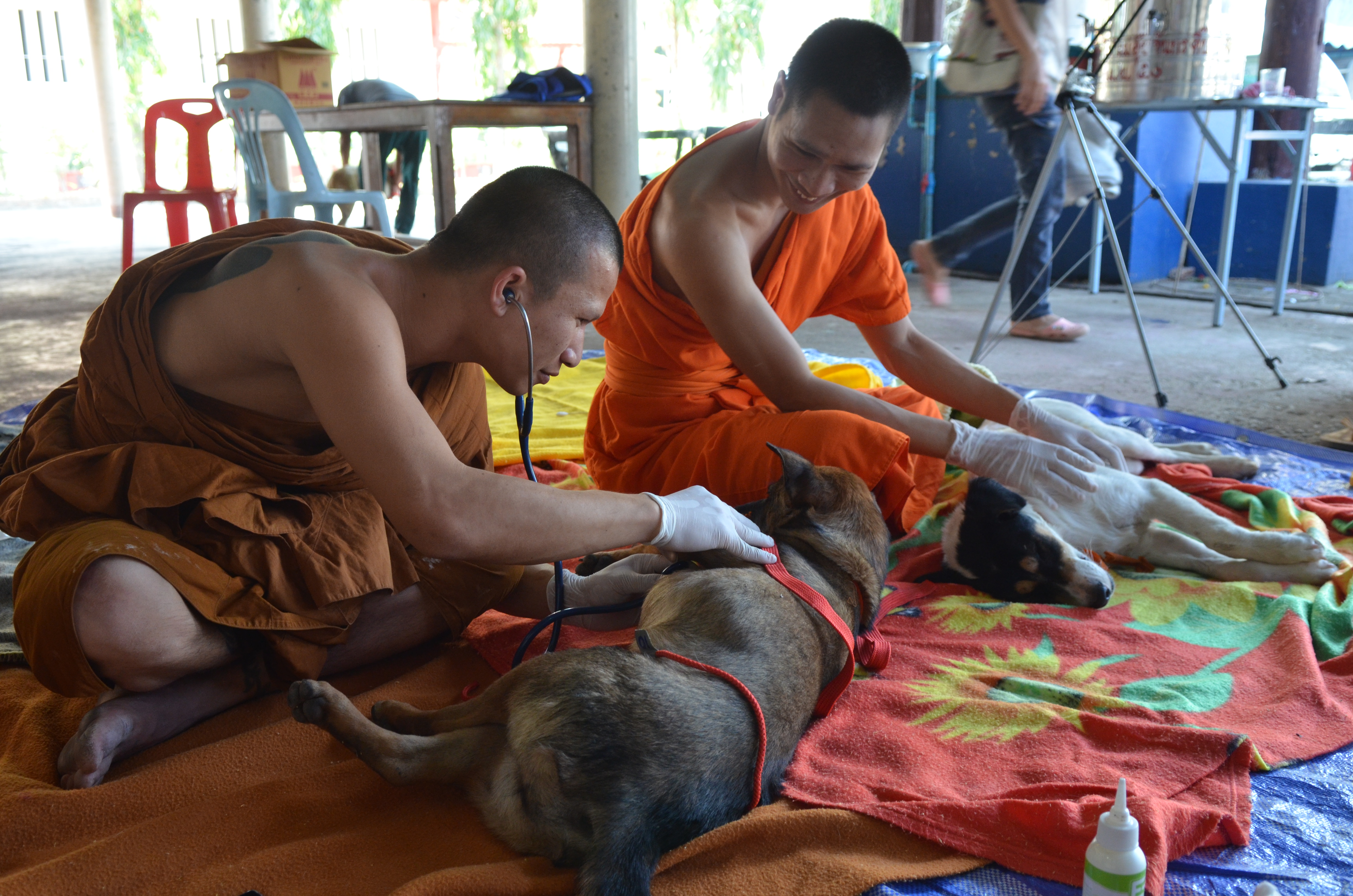 Formation des temples sur les soins aux animaux domestiques